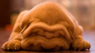 Shar Pei Wallpaper X Net