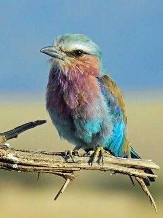 Best Animals Pictures HD Image