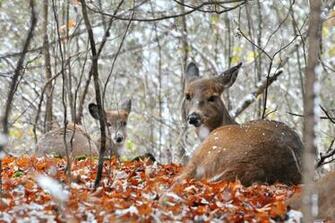 Whitetail Deer Background