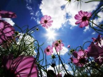Blue Flowers Close Up Wallpaper Amazing