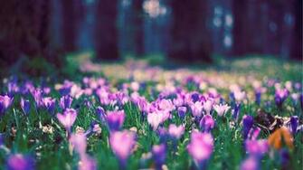 Spring Wallpaper HD Background Baltana