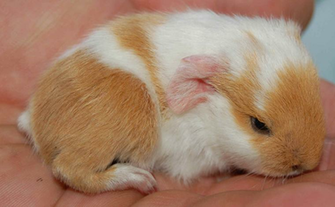 Guinea Pig Pregnancy And Babies Cute Pictures Interesting