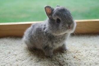 Baby Bunnies Image Crazy Gallery