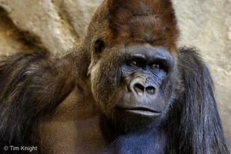Ape Wallpaper Jpg