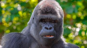 Wallpaper Gorilla Black Primate Glance