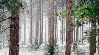 Snow Falling In A Forest 4k Wallpaper