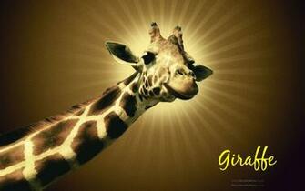 HD Wallpaper Giraffe