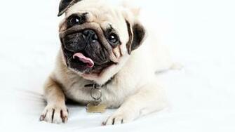 Pug Puppies Wallpaper White Desktop Hivewallpaper