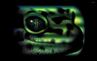 Leopard Gecko Wallpaper Animal