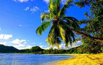 HD Palm Beach Wallpaper