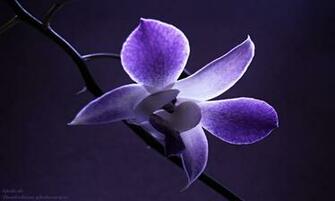HD Wallpaper For All Resolution Flower