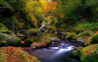 Stream In The Forest