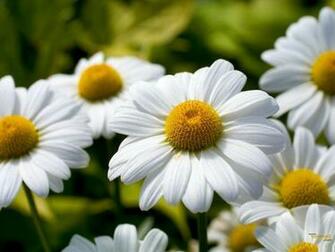 Daisies Wallpaper Photo Desktop