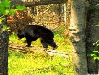 Black Bear Wallpaper