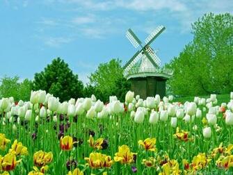 Spring Tulips Wallpaper HD Flowers