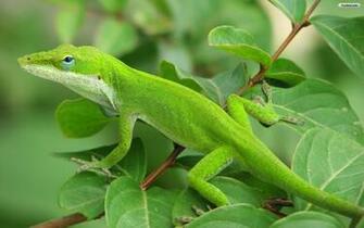 Youwall Green Lizard Wallpaper