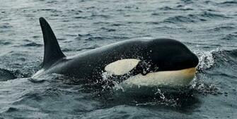 Killer Whale Pictures Amp HD Wallpaper