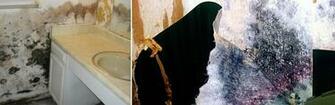 Mold Removal Testing Clearwater Tampa St Pete Home Mildew