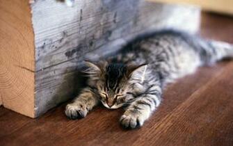 Lazy Cat