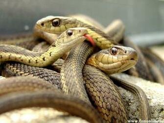 Snake Wallpaper Poisonous And Deadly Snakes HD