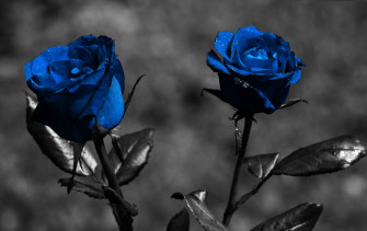 Blue Roses Desktop Background Wallpaper