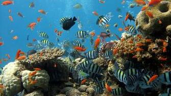 Youwall Coral Reef Wallpaper
