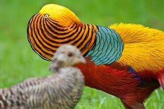 Golden Pheasant Wallpaper Animal Hq