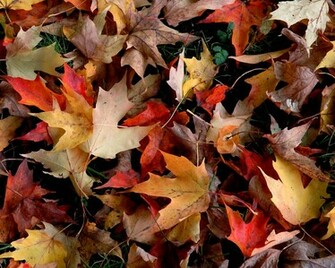 Autumn Wallpaper