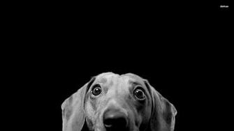 Dachshund Wallpaper HD