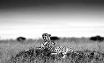Cheetah Black And White Wallpaper Photography