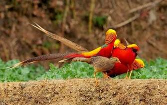 Golden Pheasant Birds HD Wallpaper Angelic Hugs