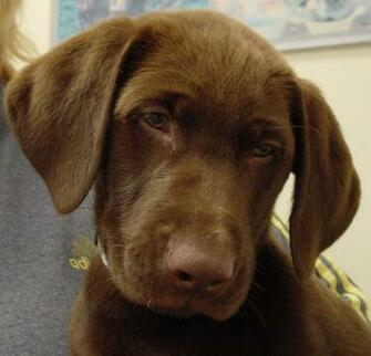 Chocolate Lab Puppies With Green Eyes Labrador Retriever