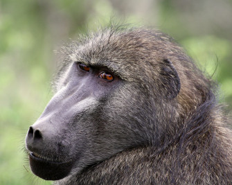 Baboon Info Wallpaper