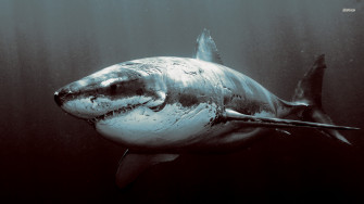 Shark Wallpaper