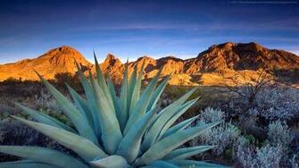 Cactus Wallpaper