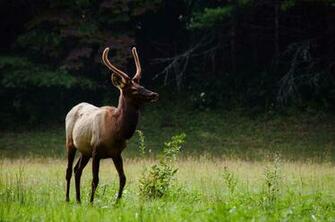 Stag Wallpaper Bokeh Wild Life Tree