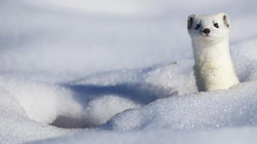 A Stoat Displaying Its Winter Coat Wallpaper By