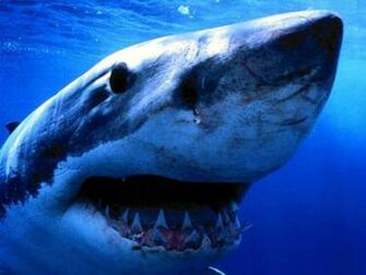 Shark Wallpaper For Computer Tedlillyfanclub
