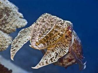 Cuttlefish Wallpaper