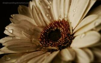 Up Flowers Gerbera Flower Gerber Daisy HD Wallpaper