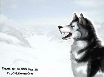 Siberian Husky Wallpaper