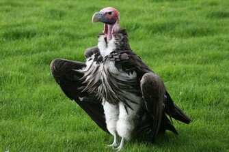 Vulture Computer Wallpaper Desktop Background Id