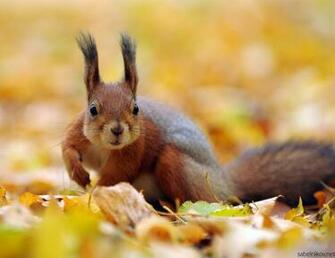 Autumn Animal Image Crafts Picture