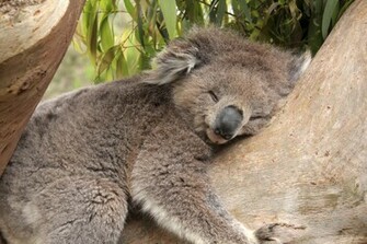 Fonds D Cran Koala Tous Les Wallpaper