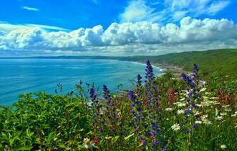 Wallpaper Sea Flowers Coast Bay England Cornwall