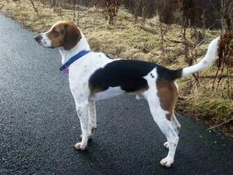 English Foxhound Dog With A Blue Collar Photo HD