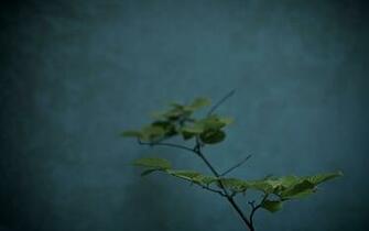 Pin Window Weed Wallpaper Desktop Background Do It