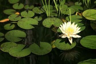 Lotus Flower HD Wallpaper High Definition iPhone