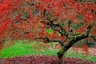Red Nature Pictures Wallpaper