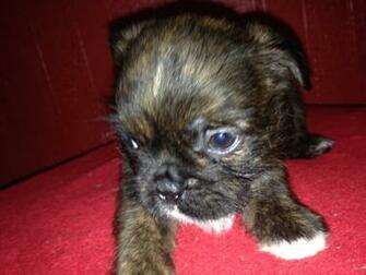 Related Pictures Male Shih Tzu Haircuts